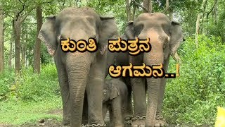 || KUNTHI PUTRA || ಸಕ್ರೆಬೈಲು ಆನೆ ಬಿಡಾರದಲ್ಲಿ ಸಂಭ್ರಮ...