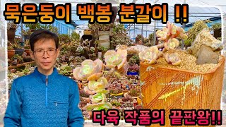 감탄사만 나오는 묵은둥이 백봉 분갈이 !! 다들 작품 구경오세요 ~!!!