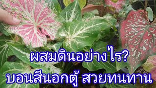 ผสมดินอย่างไร? ให้บอนสีสวย แข็งแรง ทนทาน #วิธีผสมดินปลูกบอนสี#ไม้มงคลชลสิทธิ์#บอนสีชอบดินแบบไหน