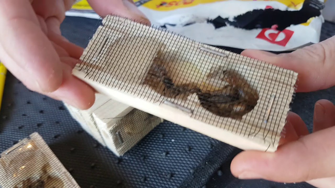 Installing A Queen Bee Culture 45 Off