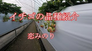 イチゴ品種紹介　「恋みのり」