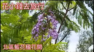 北區藍花楹花開@香港賞花2021 Jacaranda mimosifolia, キリモドキ , Hong kong