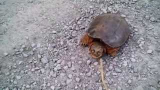 Черепаха убийца!!!Жесть!  Snapping Turtle Attacks!