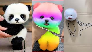 Cute Pomeranian Puppies Doing Funny Things #4 | Cute and Funny Dogs - Mini Pom