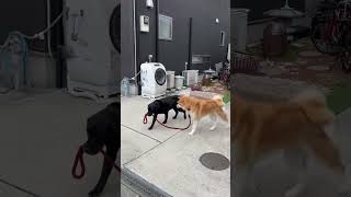 犬が犬を散歩させている！？