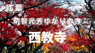 紅葉　明智光秀ゆかりの寺　西教寺へ行ってきました‼️