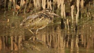 GREATER PAINTED SNIPE, Kultakurppo, Rostratula benghalensis ,Gambia ,Kotu, 10 1 2017