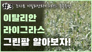 조사료 이탈리안라이그라스 - 그린팜