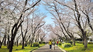 【4K】Cherry Blossom Forest Walking Tour in Nagoya, Japan - Heiwa Park | #ASMR