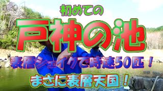 ★初めての『戸神の池』で 時速５０匹以上達成！戸神の池 完全攻略です。