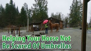 Helping Your Horse To Not Be Scared Of Umbrellas