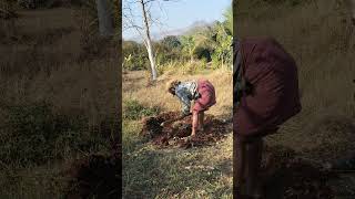 खर आहे ना ||#viralshort #v#farming #farmer #youtube #youtubeshorts #ytshorts #ytshorts #viralshorts