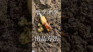 ヤフオク出品方法　#shorts #insects