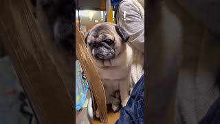 【パグ 】お母さんの隣で居眠りうとうとぶんちゃん＃shorts＃パグ ＃Pug＃シニアパグ ＃犬のいる暮らし