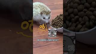 小刺蝟也有秘密？猜猜最後我看到了什麼。#萌寵 #可愛 #刺蝟 #生活