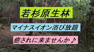 【にしあわくライフ】西粟倉村「若杉原生林」疲れた心と身体　癒されにきませんか♪