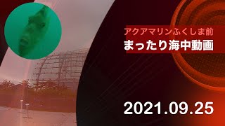 いわき市の釣り場　アクアマリンふくしま編　　アジ攻略編　其の４　2021/09/25