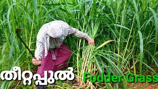 Fodder grass തീറ്റപ്പുൽ കൃഷി / super Napier / Co3 /Cow Farm Kannur