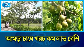 পিরোজপুরের সুস্বাদু আমড়ার খ্যাতি দেশজুড়ে | Amara | Pirojpur | Rtv News