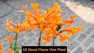 Permanent flowering plant flame vine care, Golden shower vine plant, Trumpet vine