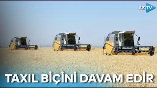 Goranboyda taxıl biçini davam edir