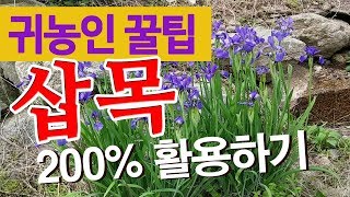 귀농인의 꿀팁, 삽목 200% 활용하기, 삽목의 이론