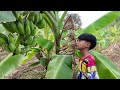 khmer farmer life កសិករនៅភូមិខ្ញុំសំបូរណាស់អ្នកដាំត្រសក់