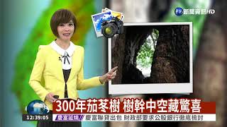 300年茄苳樹 樹幹中空藏驚喜