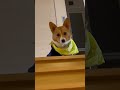 なんかごめん... むにむにっき コーギー corgi コーギーのいる暮らし　 犬のいる暮らし 犬動画 短足