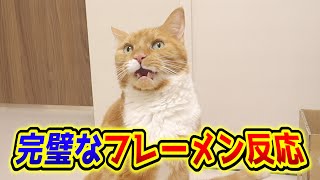 箱遊びに夢中な猫のお尻の匂いでフレーメン反応する猫が面白い！