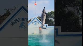 Dolphin 🐬 show【イルカショー】😮|Shinagawa aquarium | 品川水族館【イルカシヨ-2023】