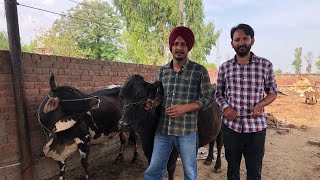 ਅੱਜ ਮੇਰੇ ਫ਼ਾਰਮ ਤੇ Sahiwal Bahubali and Sahiwal Heera Bull ਦੀ Ai ਕੀਤੀ ਗਈ By Dr Laddi Fzr 95927 62500