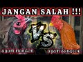 PERBEDAAN AYAM MANGON DENGAN AYAM BANGKOK