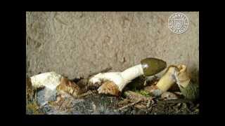 Dictyophora duplicata and Phallus ravenelii, stinkhorn mushrooms