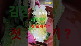 직접 농사지은 김장배추 첫 쪼개기? #shorts#김장#김장배추#김장무우