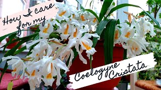 How I care for COELOGYNE CRISTATA orchid