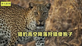 猎豹为了狩猎傻狍子，从9米高的树上一跃而下，成功抓到猎物