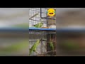 funny parrot escaping from cage furqan nest