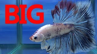 BIG特選ショーベタ20匹+新着魚紹介！