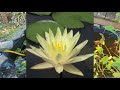 Pond plants, or bog plants