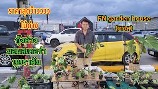 อัปเดตราคา #ไม้ด่าง #ฟิโลเดนดรอน #ก้ามกุ้งด่าง #บุษราคัม ร้าน #FN garden house(ฮอล)