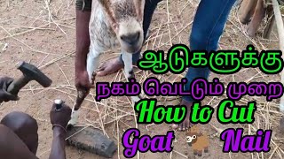 How to Remove Goat Leg Nail | கிராமத்தில் ஆட்டுக்கு நகம் வெட்டும் வீடியோ #goat #goatfarming