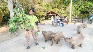 クリスマスツリーを大群で追いかけて来るカピバラ達