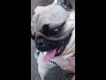 うるさいパグ　動悸、息切れ　noisy pug palpitations shortness of breath