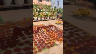 Ragi papad making and drying process #viralvideo #tribalmarket #traditional #ragi #ytshorts