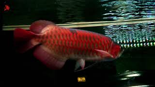 小鱉餵食 福利龍 Feeding time 麥之龍龍魚會館 福利龍→血紅龍 辣椒紅龍 過背金龍