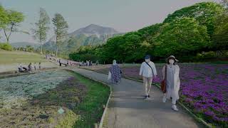 【4K HDR】Chichibu Hitsujiyama Park,Cherry blossoms (羊山公園,芝桜)-  Saitama JAPAN Walk - SONY FX3