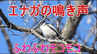 かわいい小鳥エナガの鳴き声　4Ｋ