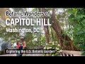 Botanical Wonders & Dim Sum Delights: A D.C. Adventure