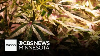Cannabis vendors flock to Minneapolis "lucky leaf" expo